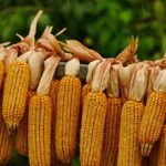 how-to-dry-corn